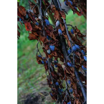 Dry Indigo Leaves